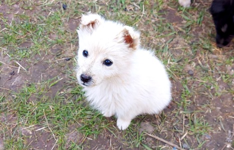 Цуценя Умка, дівчинка