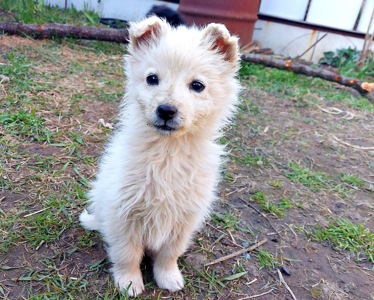 Цуценя Умка, дівчинка