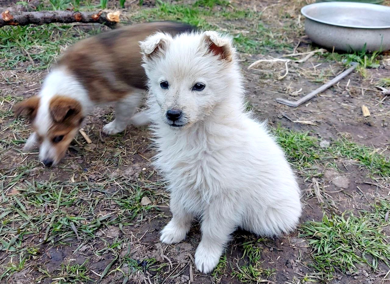 Цуценя Умка, дівчинка