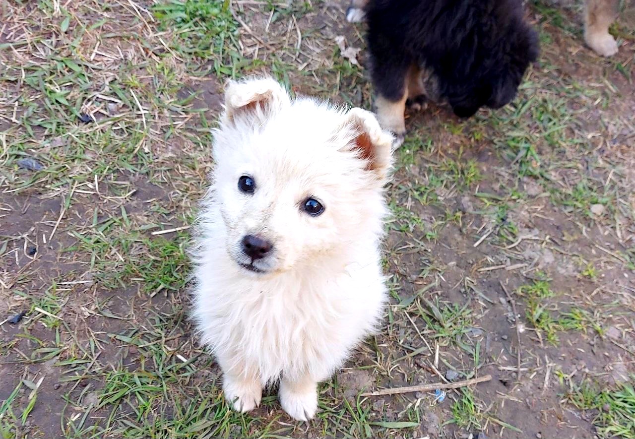 Цуценя Умка, дівчинка