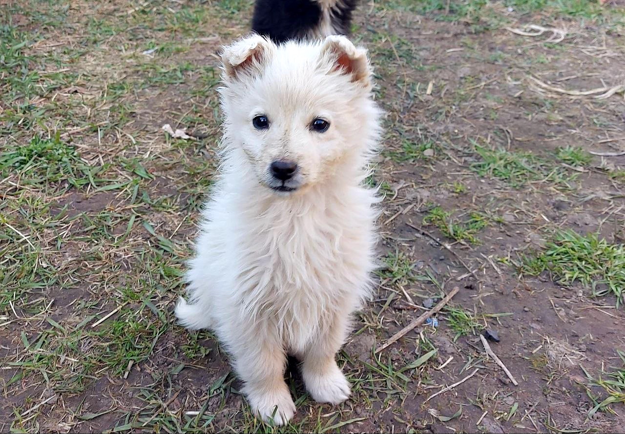 Цуценя Умка, дівчинка