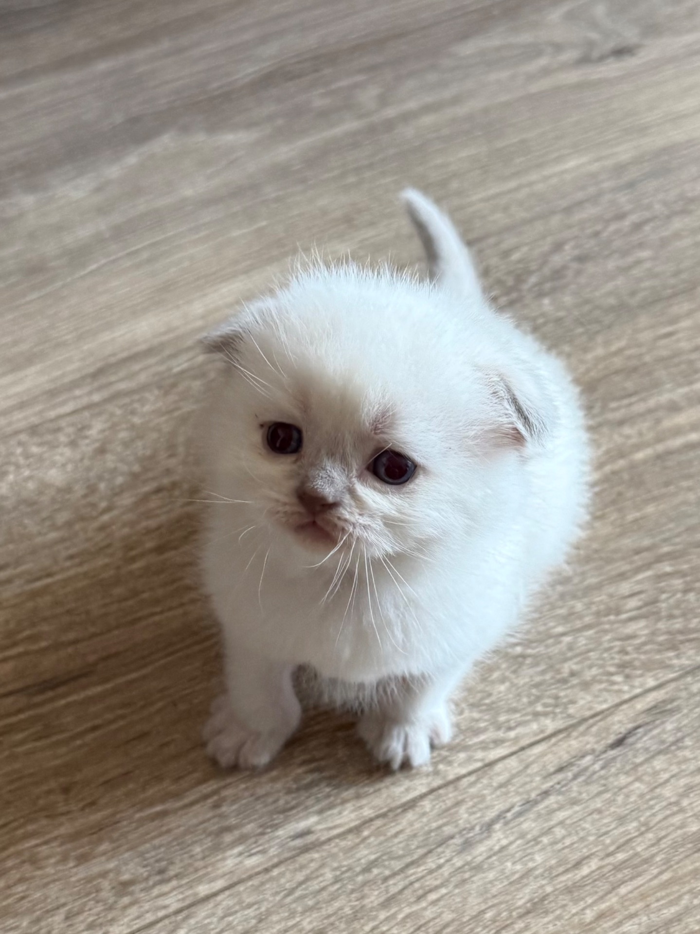 Продам шотландських котят. Окрас колор-пойнт