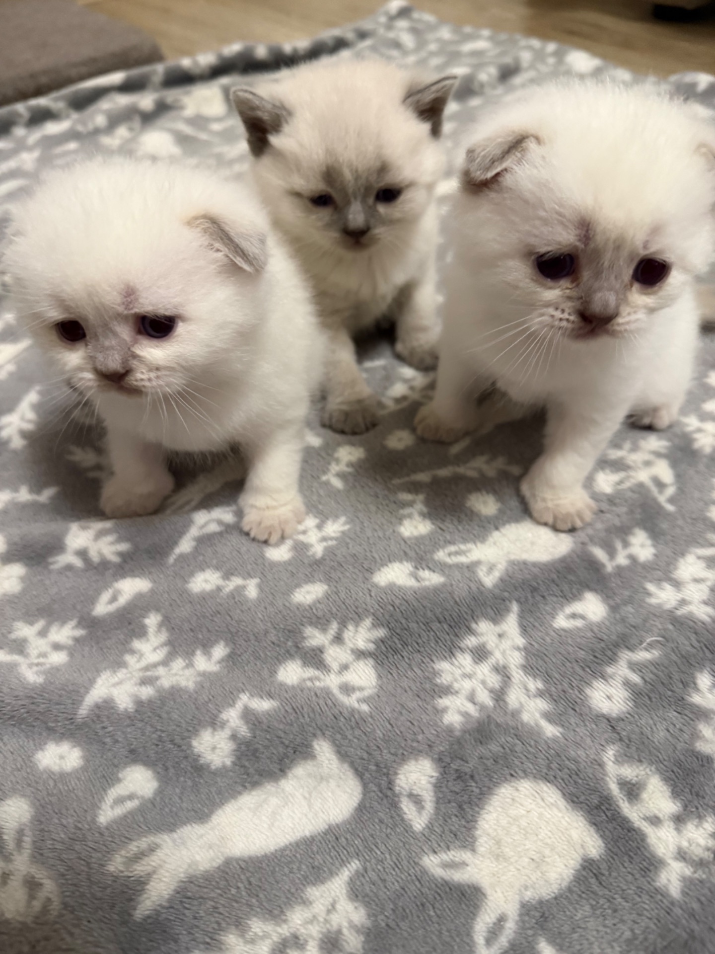 Продам шотландських котят. Окрас колор-пойнт