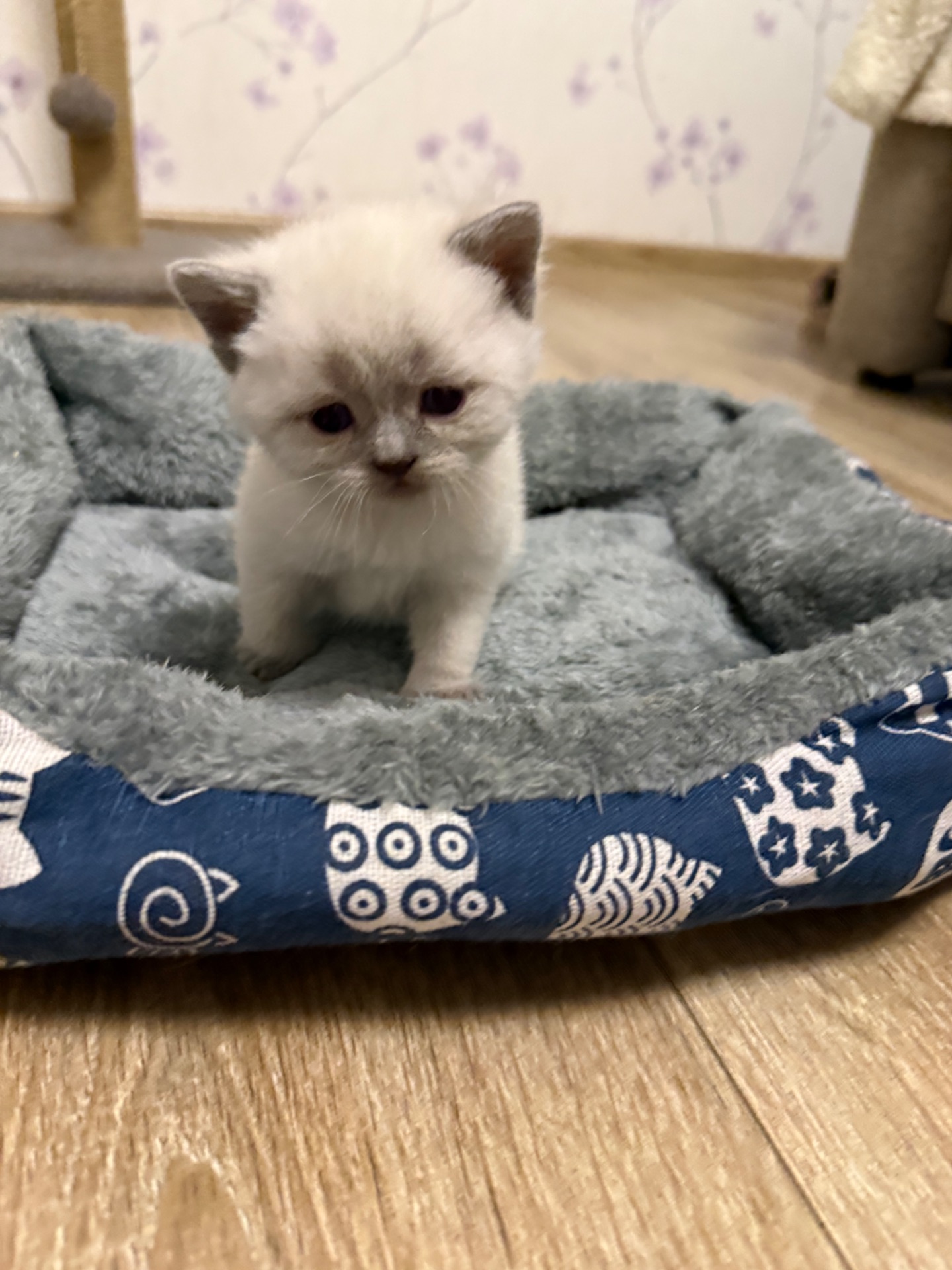 Продам шотландських котят. Окрас колор-пойнт