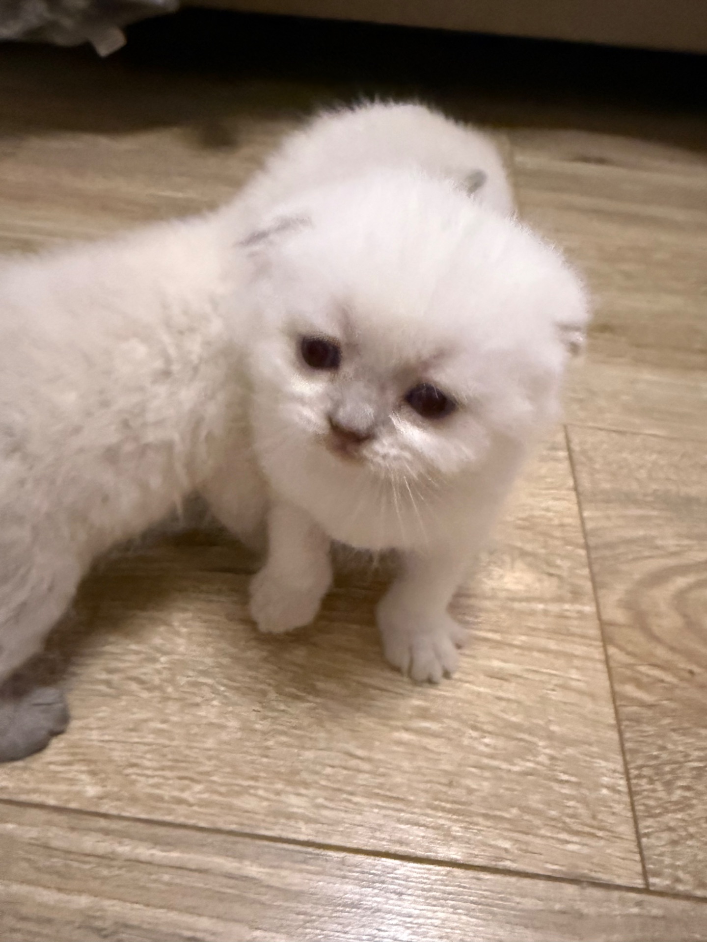 Продам шотландських котят. Окрас колор-пойнт