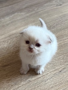 Продам шотландських котят. Окрас колор-пойнт