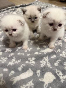 Продам шотландських котят. Окрас колор-пойнт