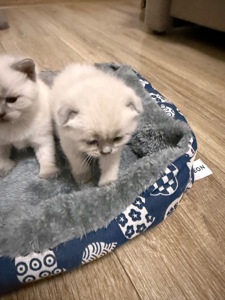 Продам шотландських котят. Окрас колор-пойнт