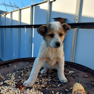 Цуценя Бертік, хлопчик