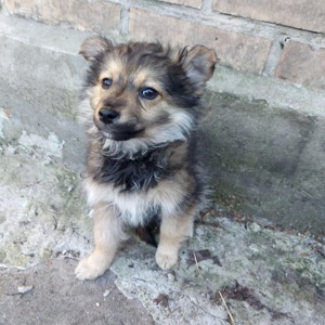 Цуценя Діна, дівчинка