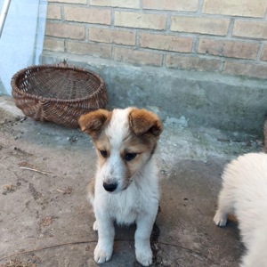 Цуценя Бертік, хлопчик