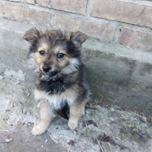 Цуценя Діна, дівчинка