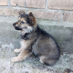 Цуценя Діна, дівчинка