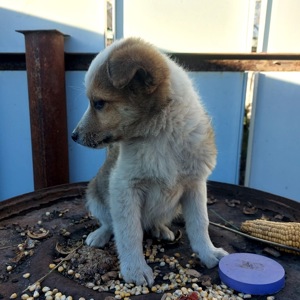 Цуценя Бертік, хлопчик