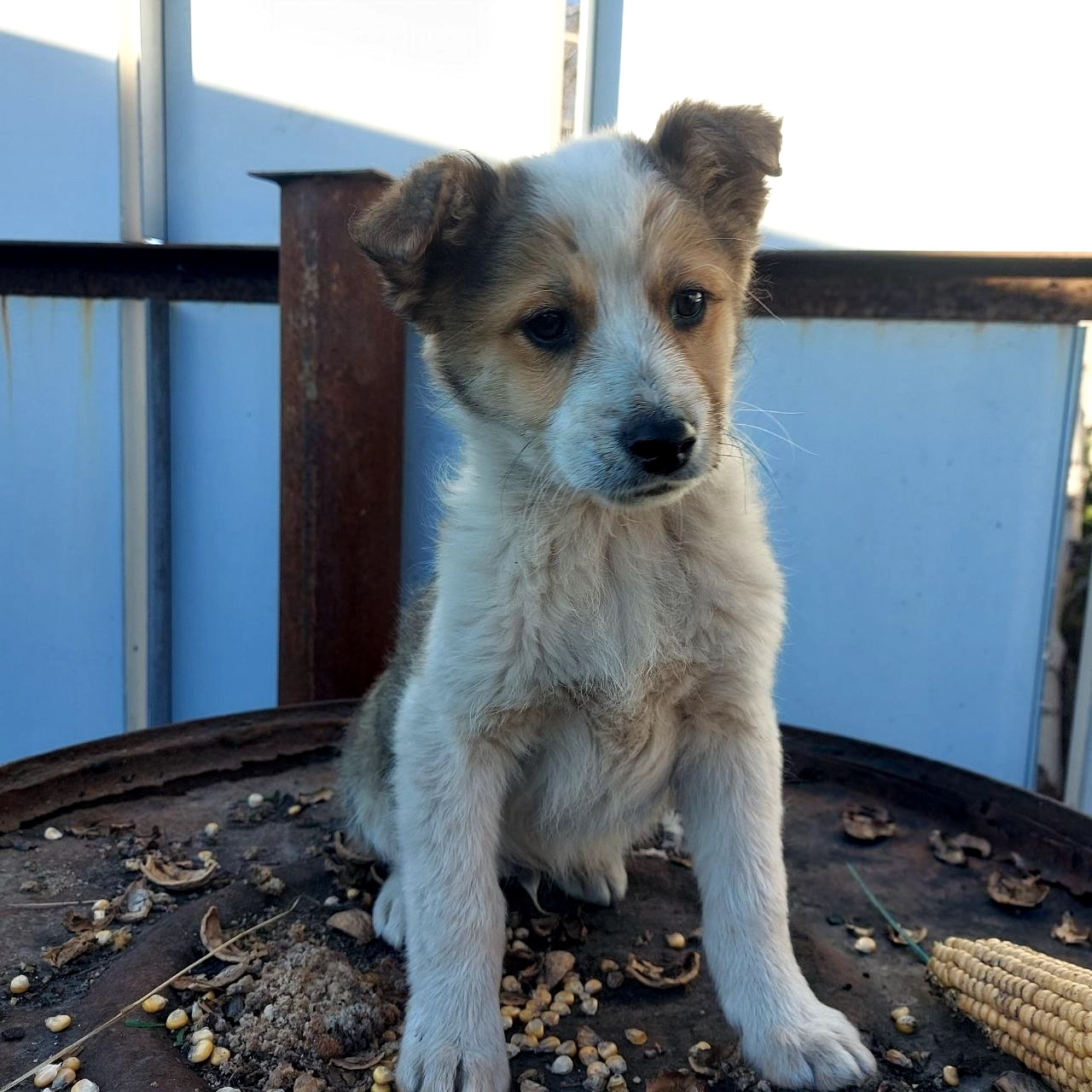 Цуценя Бертік, хлопчик