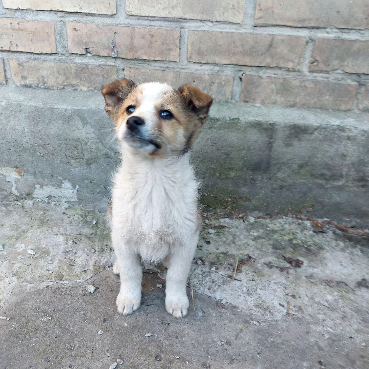 Цуценя Бертік, хлопчик