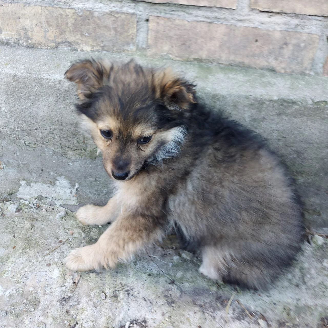 Цуценя Діна, дівчинка