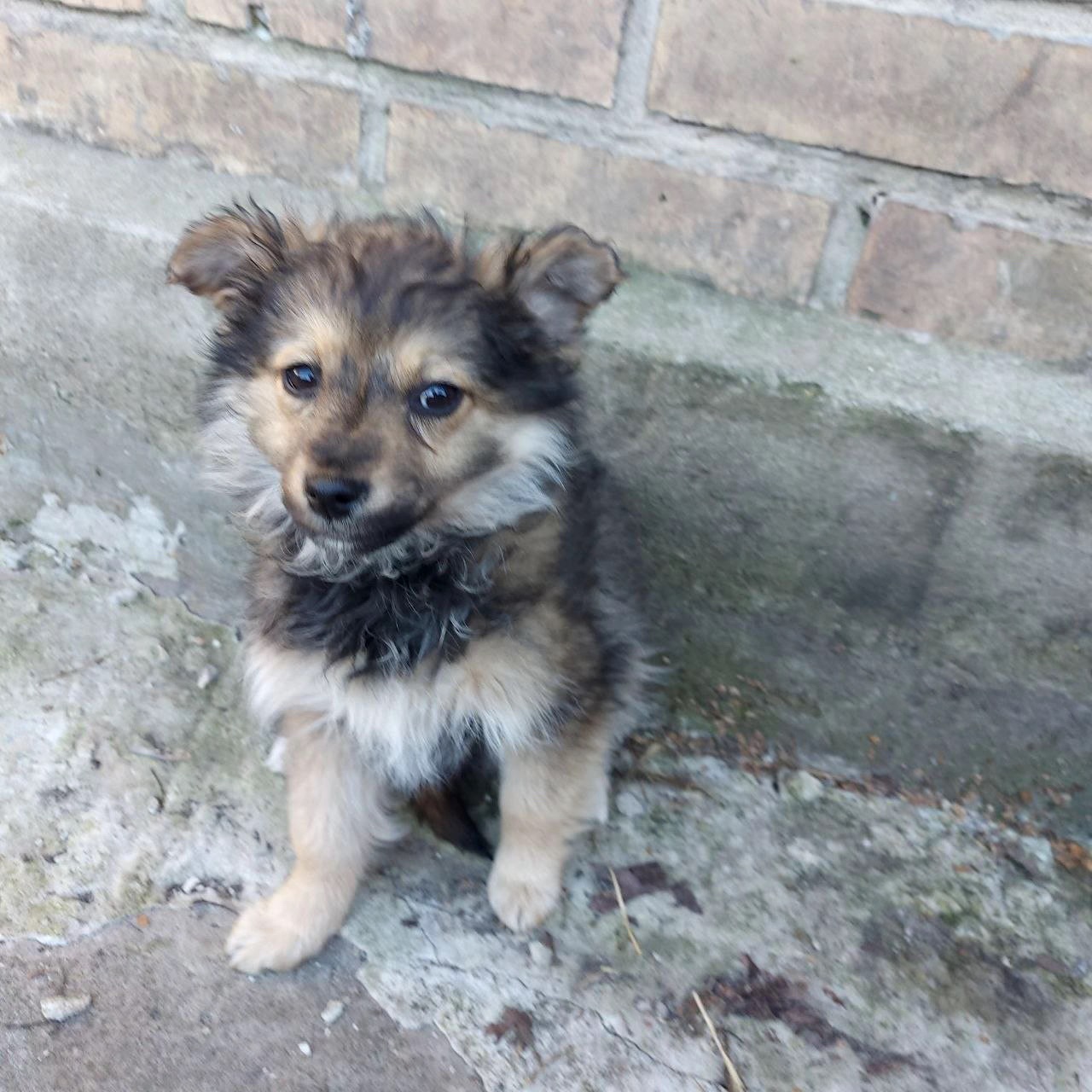 Цуценя Діна, дівчинка