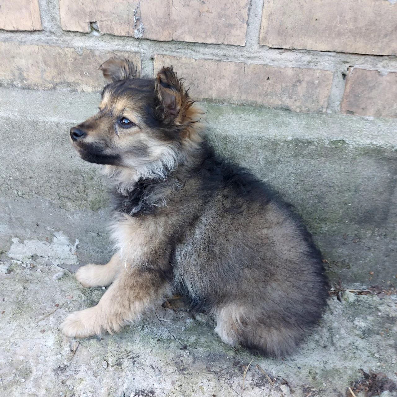 Цуценя Діна, дівчинка