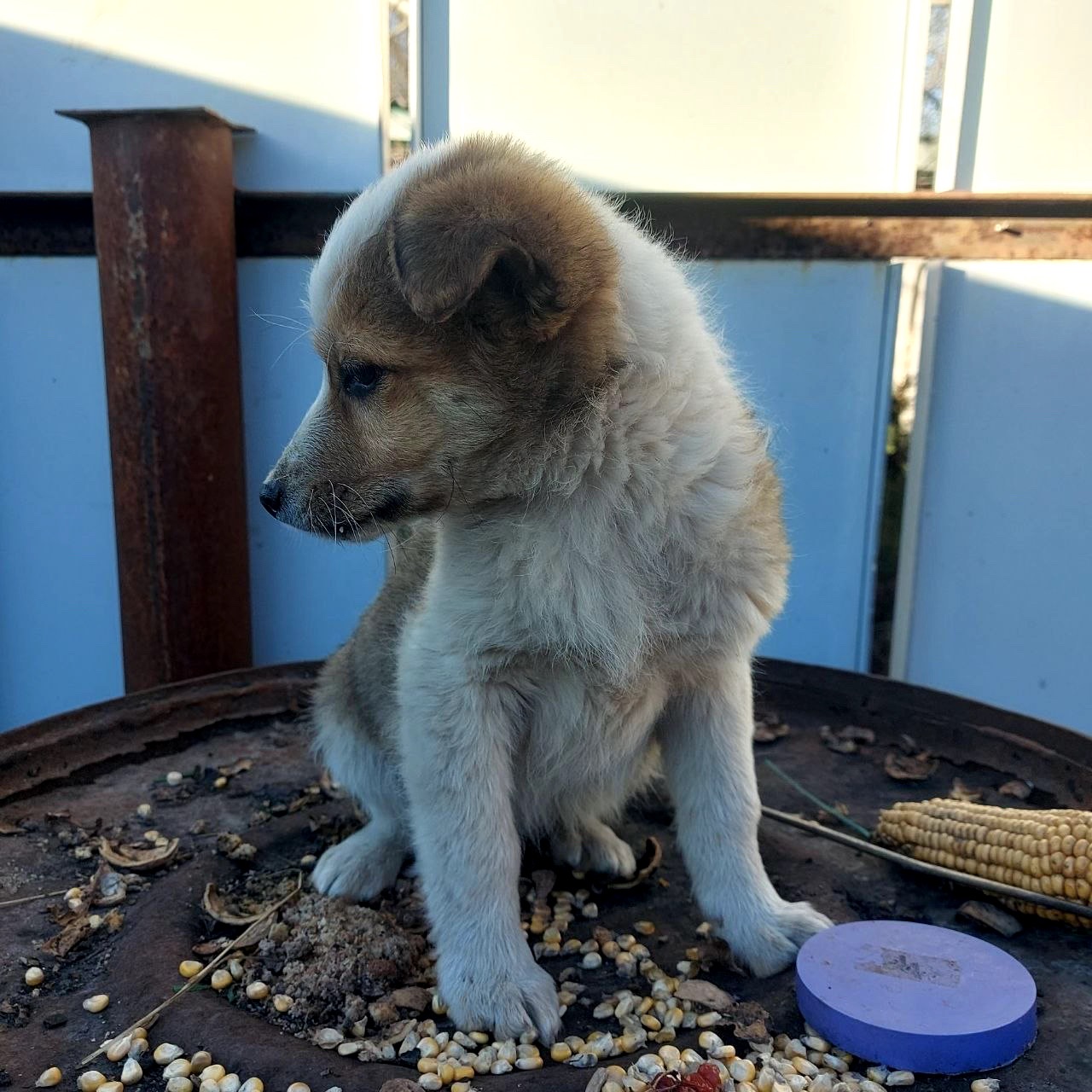 Цуценя Бертік, хлопчик