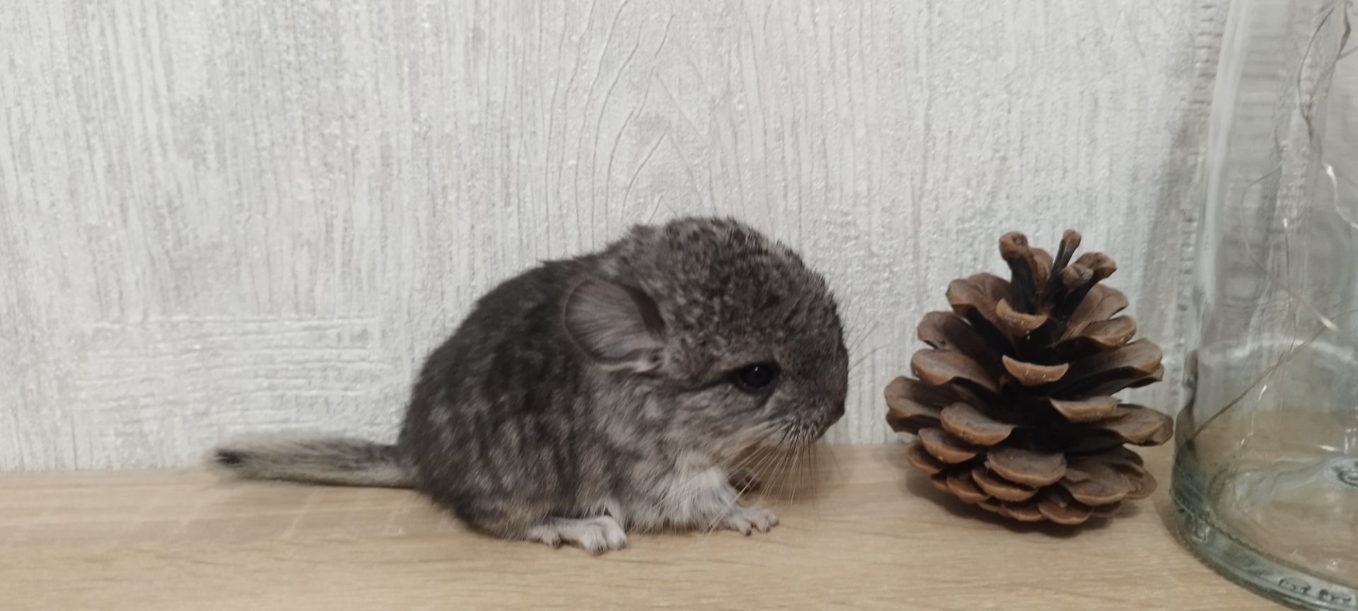 Шиншила хлопчик носій ангори