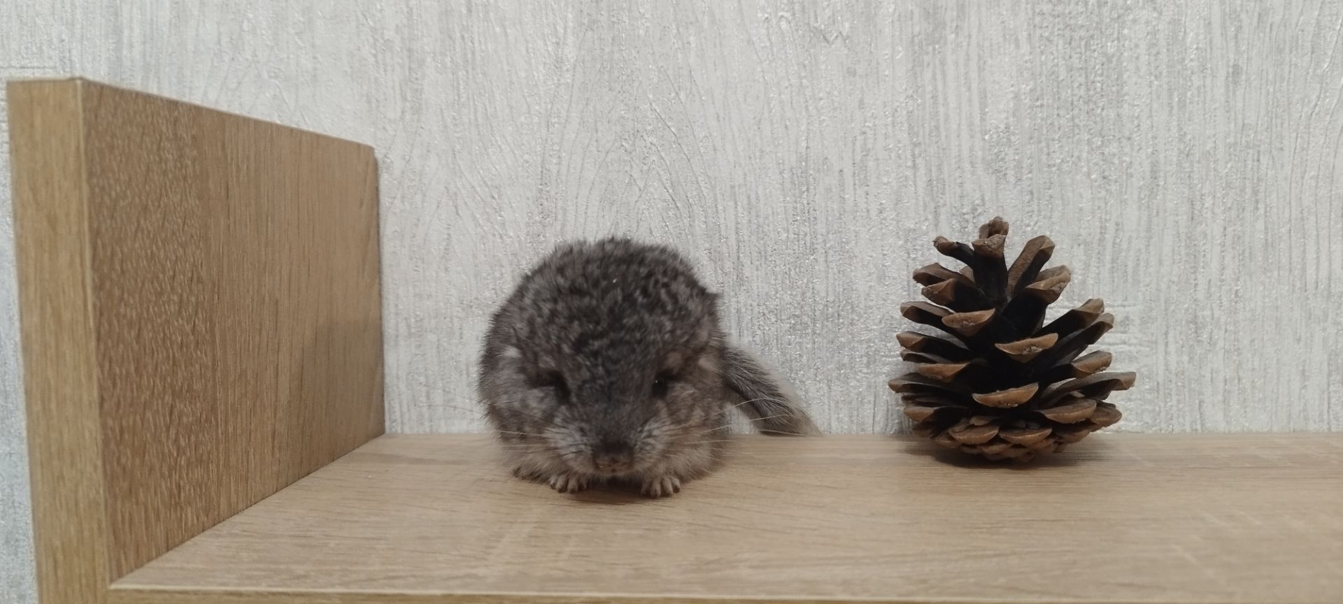 Шиншила хлопчик носій ангори