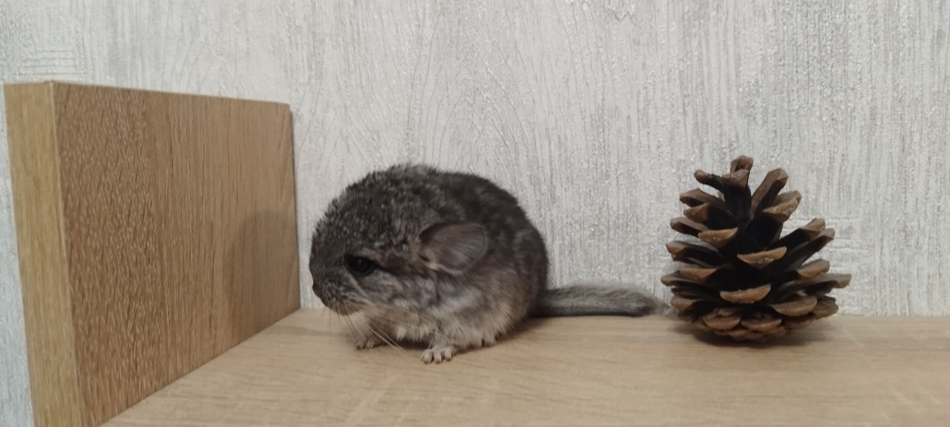 Шиншила хлопчик носій ангори