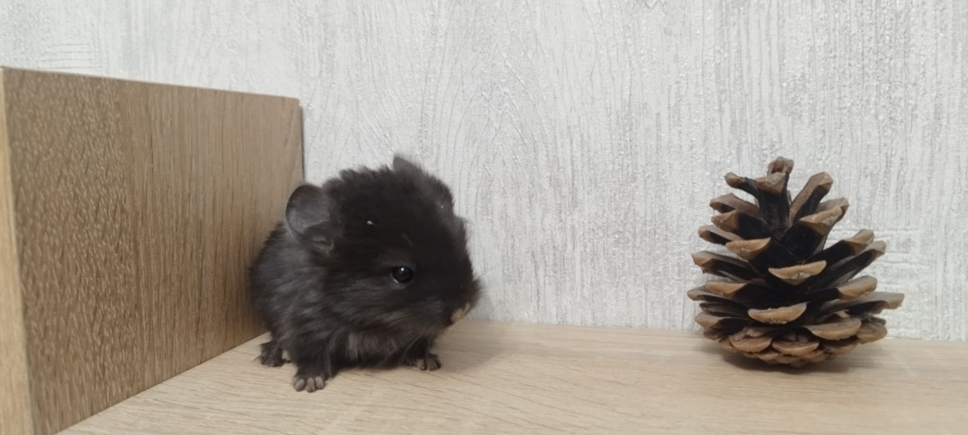 Шиншила хлопчик бархат ебоні темний 50 нкпа, 50 нсф