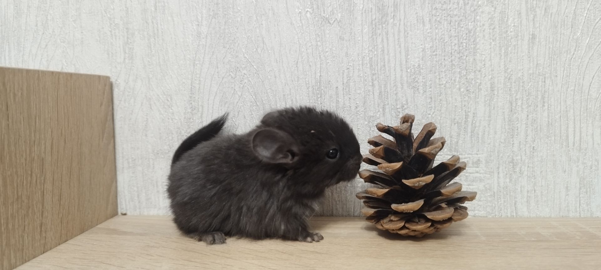 Шиншила хлопчик бархат ебоні темний 50 нкпа, 50 нсф