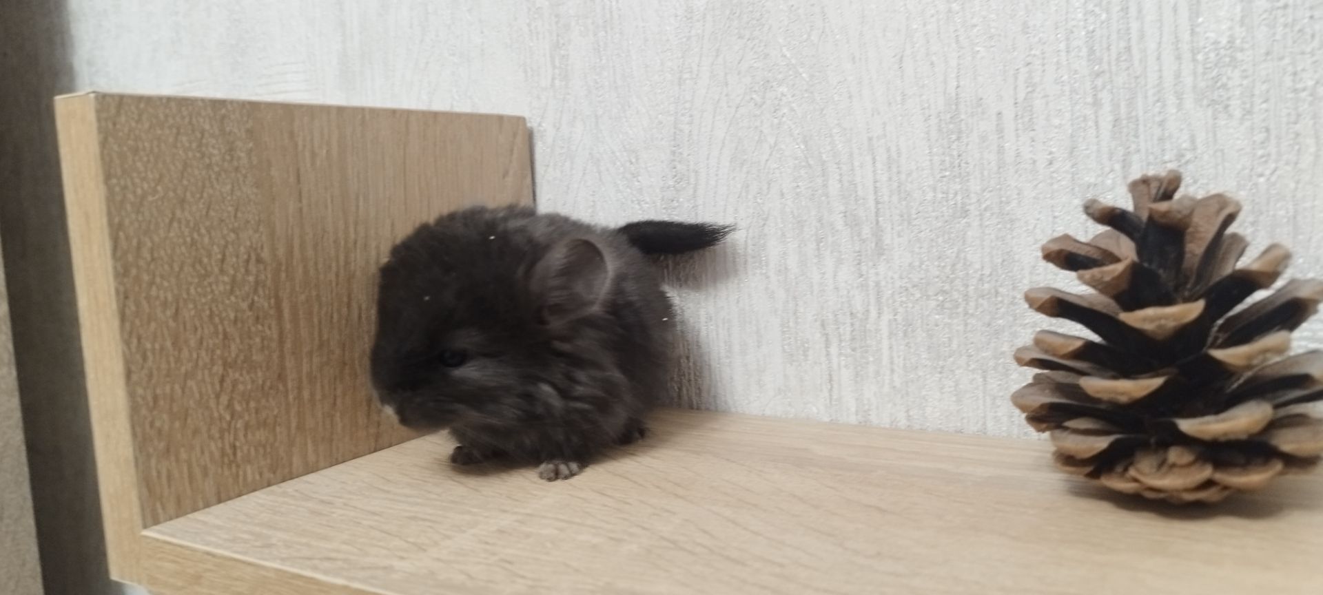 Шиншила хлопчик бархат ебоні темний 50 нкпа, 50 нсф