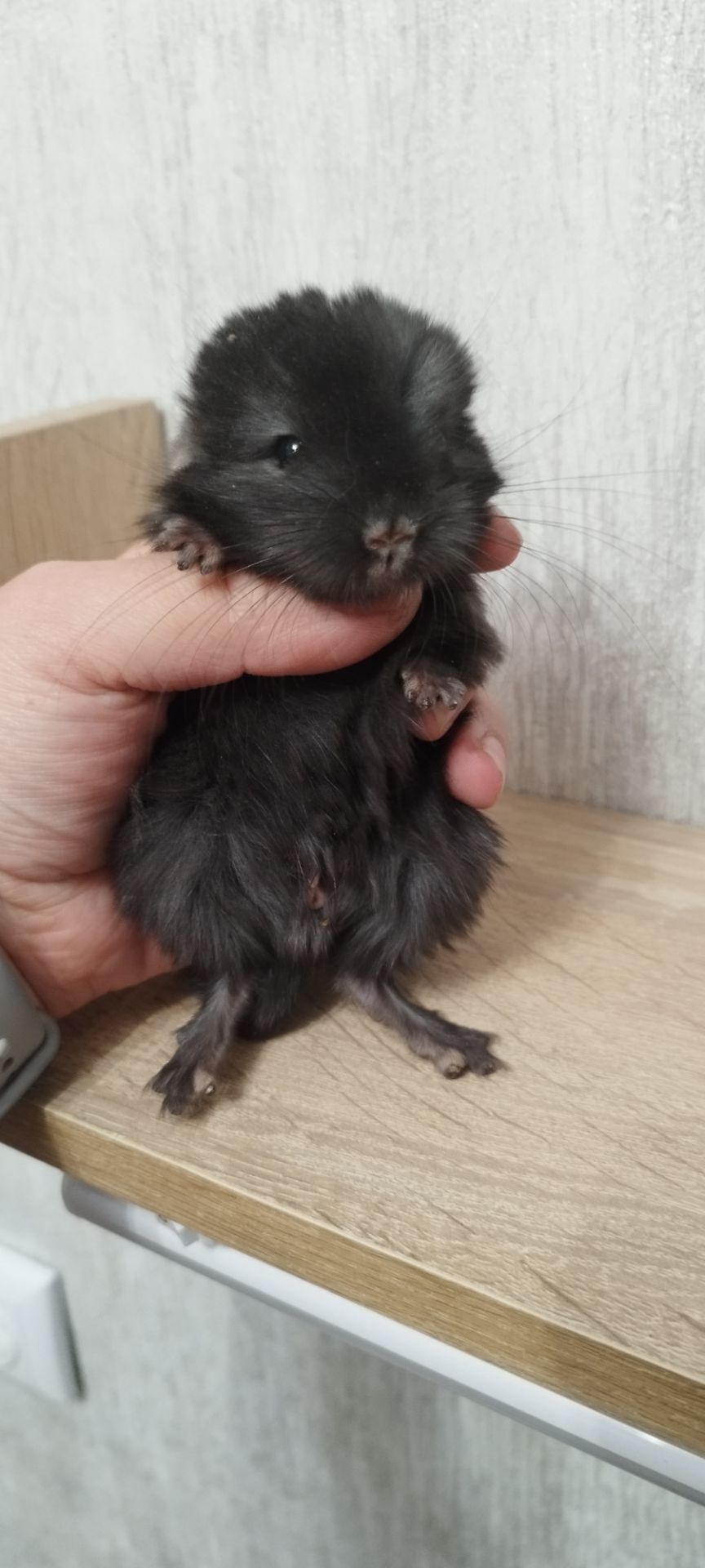 Шиншила хлопчик бархат ебоні темний 50 нкпа, 50 нсф