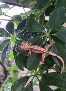 Війчастий бананоїд