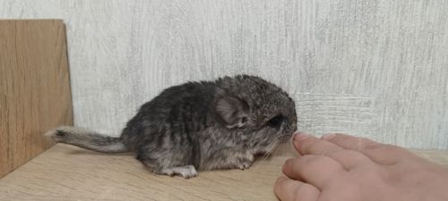 Шиншила хлопчик носій ангори