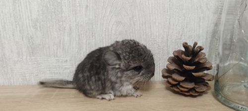 Шиншила хлопчик носій ангори