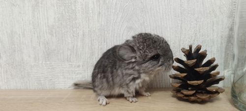 Шиншила хлопчик носій ангори