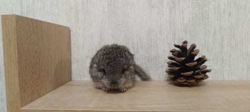 Шиншила хлопчик носій ангори