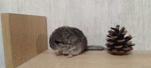 Шиншила хлопчик носій ангори