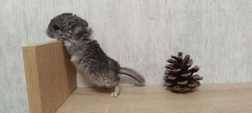 Шиншила хлопчик носій ангори