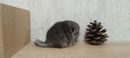 Шиншила хлопчик носій ангори