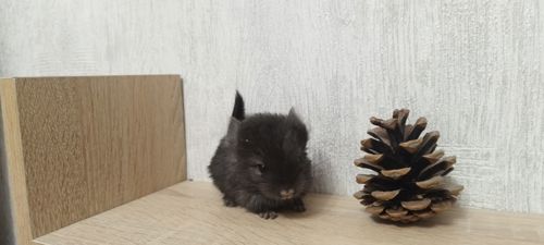 Шиншила хлопчик бархат ебоні темний 50 нкпа, 50 нсф