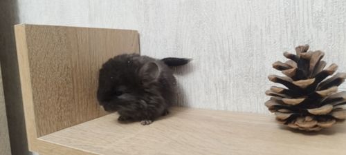 Шиншила хлопчик бархат ебоні темний 50 нкпа, 50 нсф