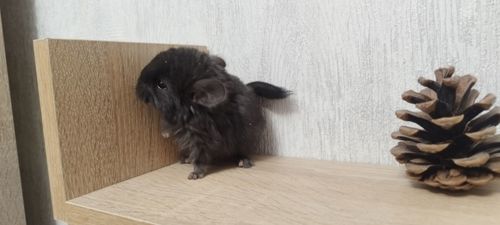 Шиншила хлопчик бархат ебоні темний 50 нкпа, 50 нсф