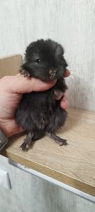 Шиншила хлопчик бархат ебоні темний 50 нкпа, 50 нсф