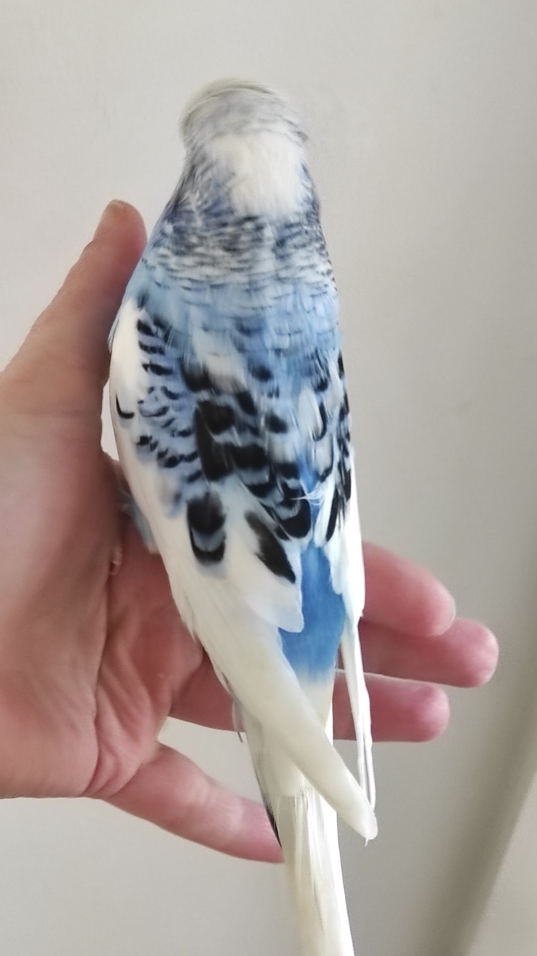 Волнистый попугай чех