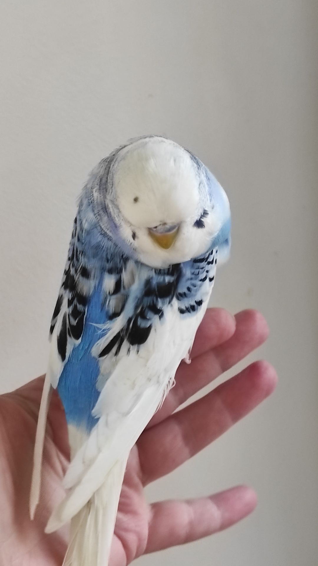 Волнистый попугай чех