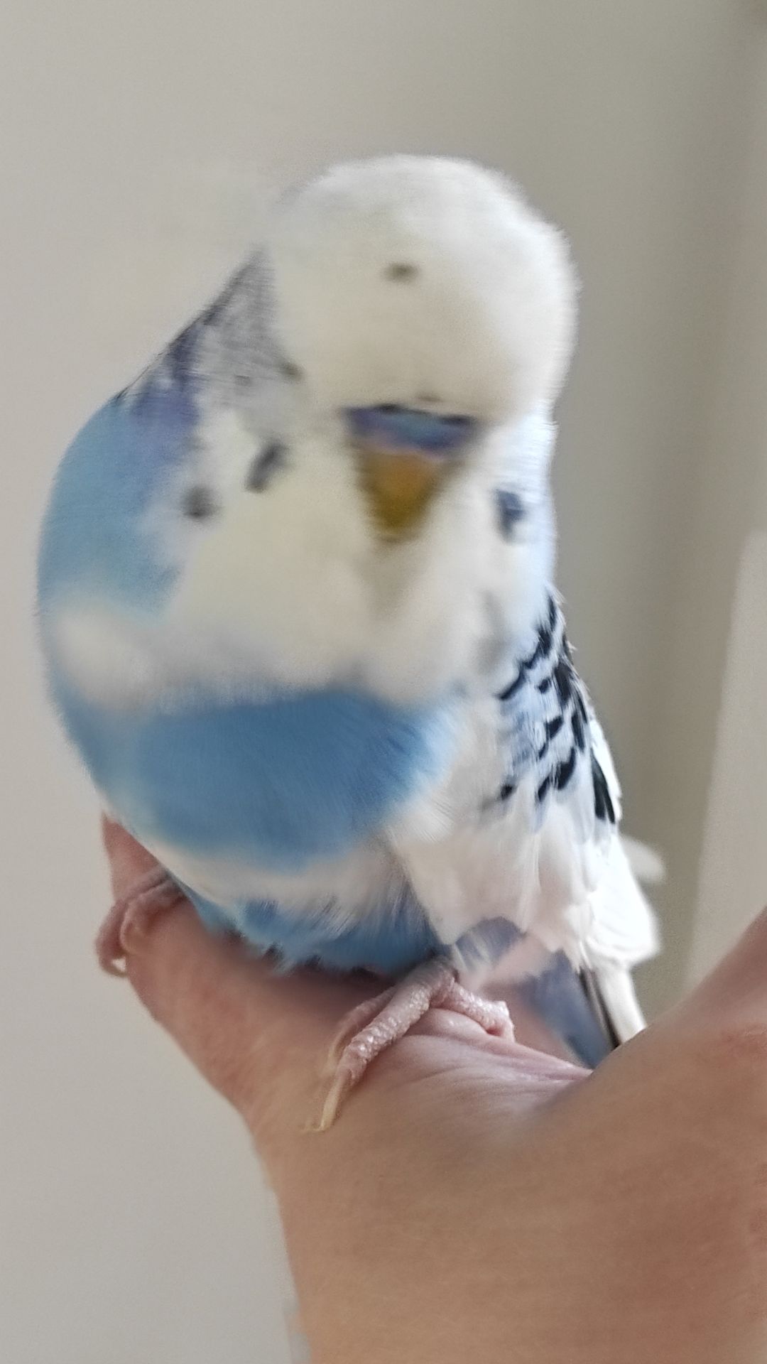 Волнистый попугай чех