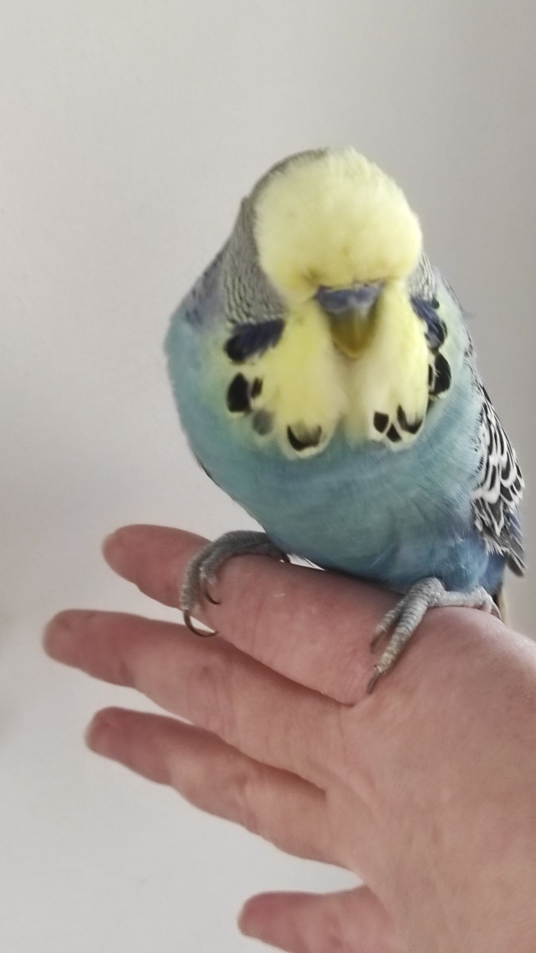 Волнистый попугай чех