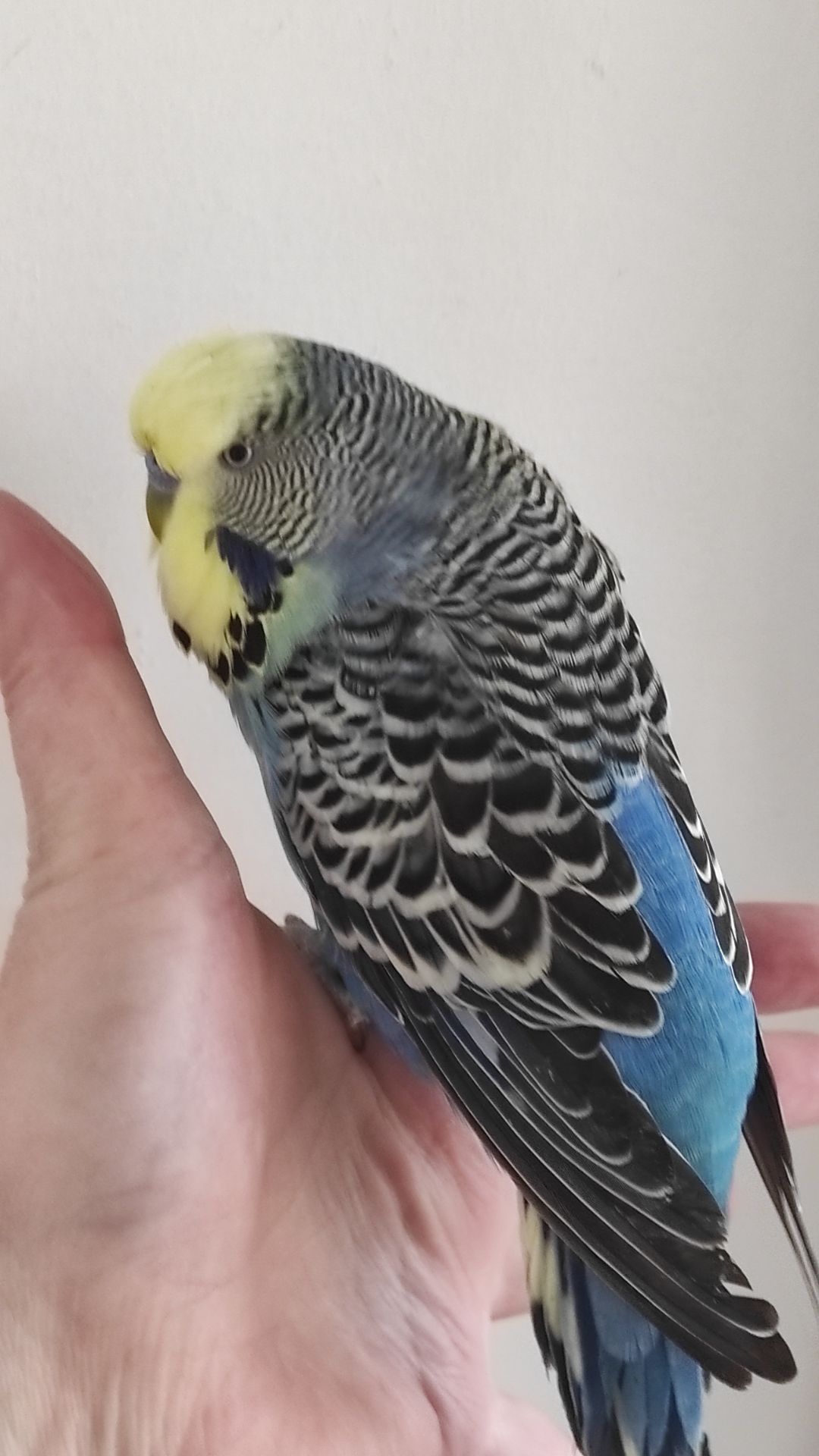 Волнистый попугай чех