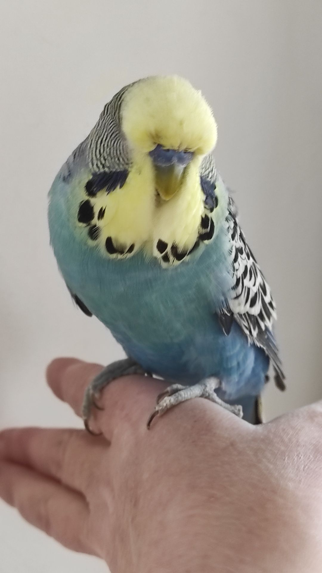 Волнистый попугай чех