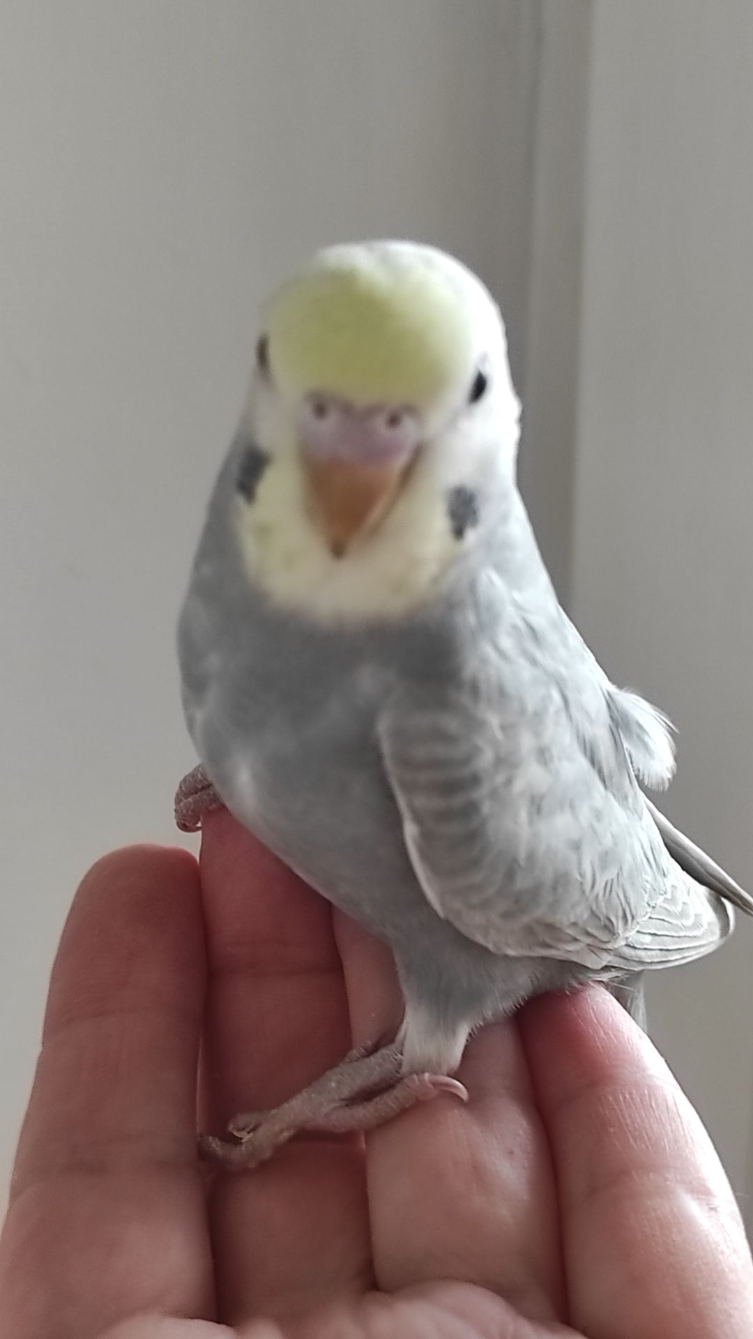 Радужный волнистый попугай